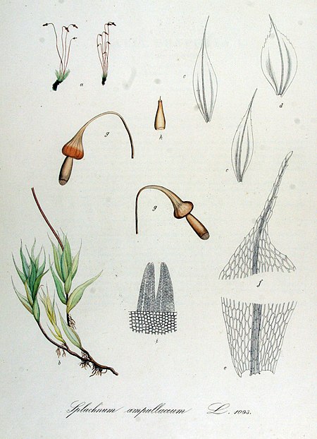 Splachnum ampullaceum — Flora Batava — Volume v14.jpg