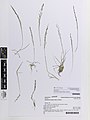 Sporobolus diandrus (Retz.) P.Beauv. (AM AK367866).jpg
