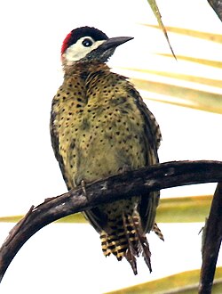 Spot-breasted Woodpecker 2.jpg