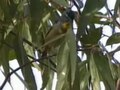 Archivo: Spotted Pardalote armstrongck.ogv