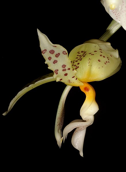 File:Stanhopea ruckeri Orchi 6834.jpg