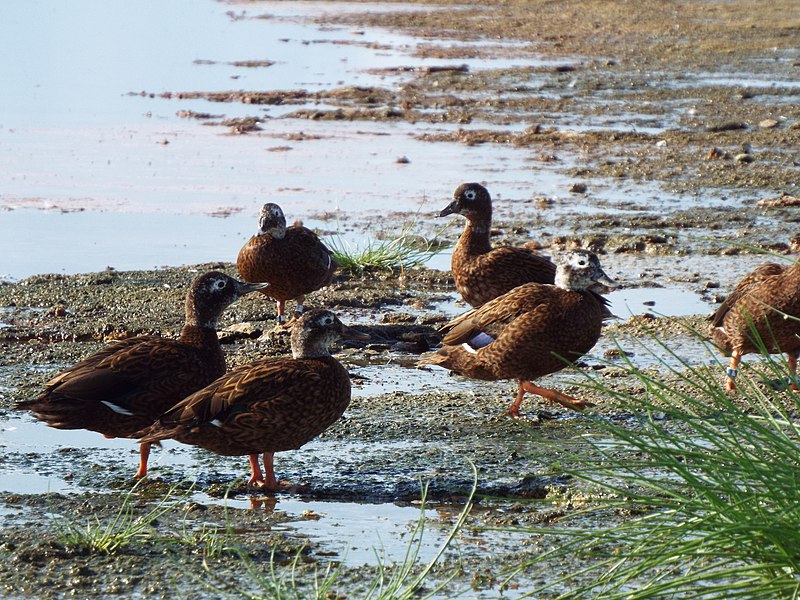 File:Starr-130911-0985-Cyperus laevigatus-habit with Laysan Ducks-E Lake-Laysan (24855561329).jpg