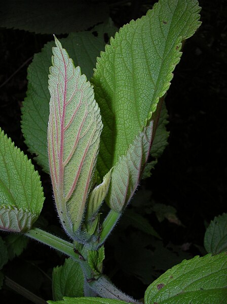 File:Starr 041221-1900 Pipturus albidus.jpg