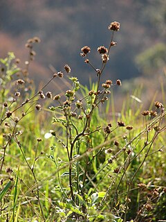 <i>Elephantopus mollis</i> Species of flowering plant