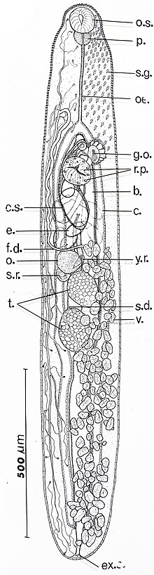 Stegodexamene callista dewasa