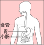 胃的缩略图