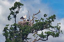 Stork nest at Knepp Wildland Stork nest at Knepp Wildland.jpg