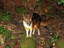 Striped Civet - Fossa fossana - Madagascar.jpg