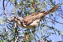 Honeyeater i et tre som spiser bær