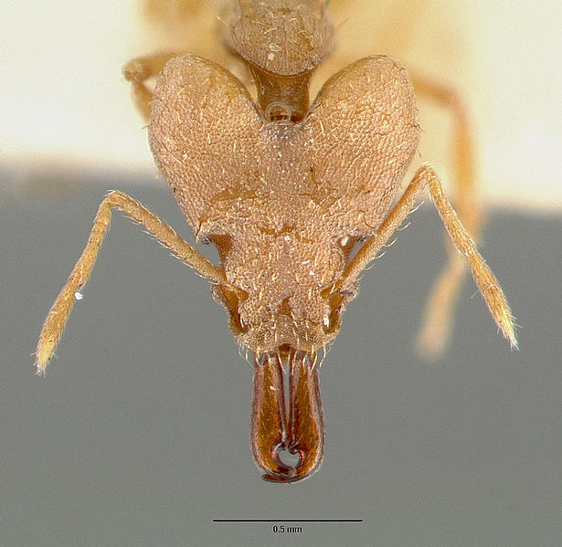 File:Strumigenys loriae castype06953-02 head 1.jpg