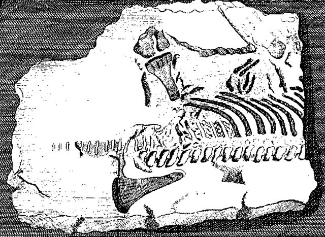 First published plesiosaur skeleton, 1719 (specimen NHMUK PV R.1330)