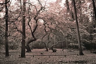 Dwarf beech group in the Hohe Mark Nature Park. Suentelbuche Hohe Mark01.jpg