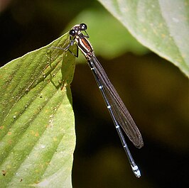 Argia indicatrix