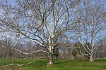 Thumbnail for File:Sycamore Platanus occidentalis RBG.jpg