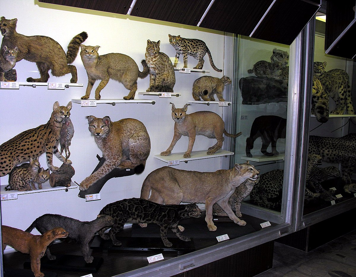 Музей чучел животных в Санкт-Петербурге