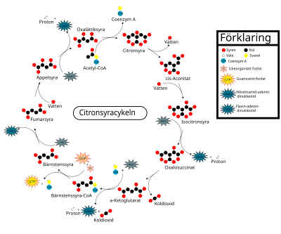 Metabolism: De viktigaste biologiska molekylerna, Katabolism, Energiomvandlingar