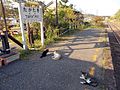 野良猫が集まる駅構内（2013年4月12日）