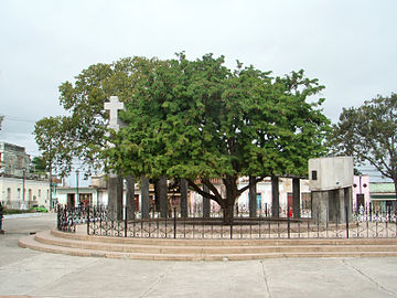 Tamarind tree on the site of the founding of Santa Clara, Cuba