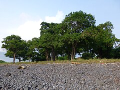 Tamarind fák Lagoa Azulban (São Tomé) (4) .jpg