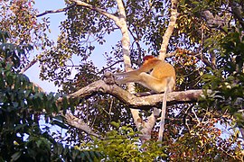 Una femmina di nasica (Nasalis larvatus).