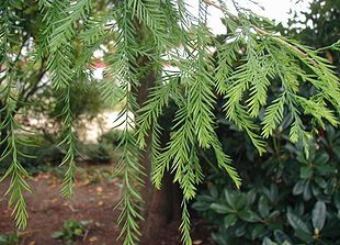 Almindelig Sumpcypres (Taxodium distichum) med spredtstillede nåle.