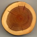 Image 54A section of yew (Taxus baccata) showing 27 annual growth rings, pale sapwood and dark heartwood (from Tree)