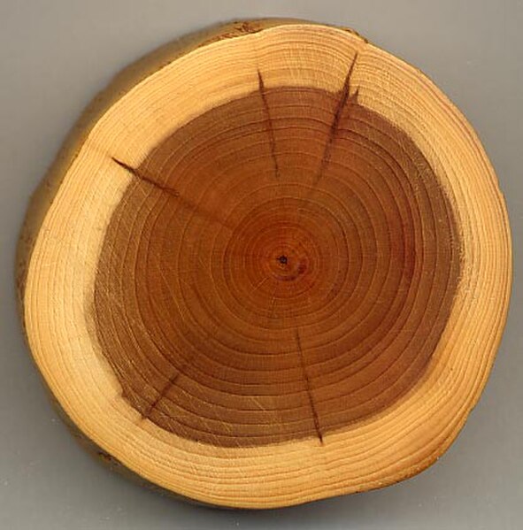 A section of a yew branch showing 27 annual growth rings, pale sapwood, dark heartwood, and pith (center dark spot). The dark radial lines are small k