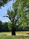 Humboldteiche im Schlosspark Tegel