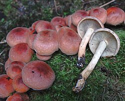 Tellispunane kollanutt Hypholoma lateritium