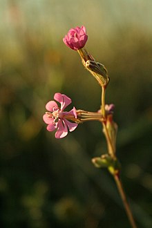 Silene colorata Terofito.JPG