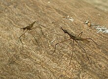 Telostylinus lineolatus male aggressively posturing to another