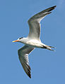 * Nomination Royal tern in flight --Ianare 16:49, 17 April 2009 (UTC) * Promotion Correct exposure and details. --ComputerHotline 17:00, 21 April 2009 (UTC)