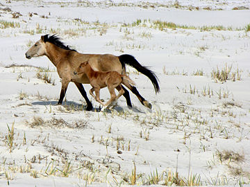 The Aral sea is drying up. Bay of Zhalanash, Ship Cemetery. Horse and foal, Aralsk, Kazakhstan.