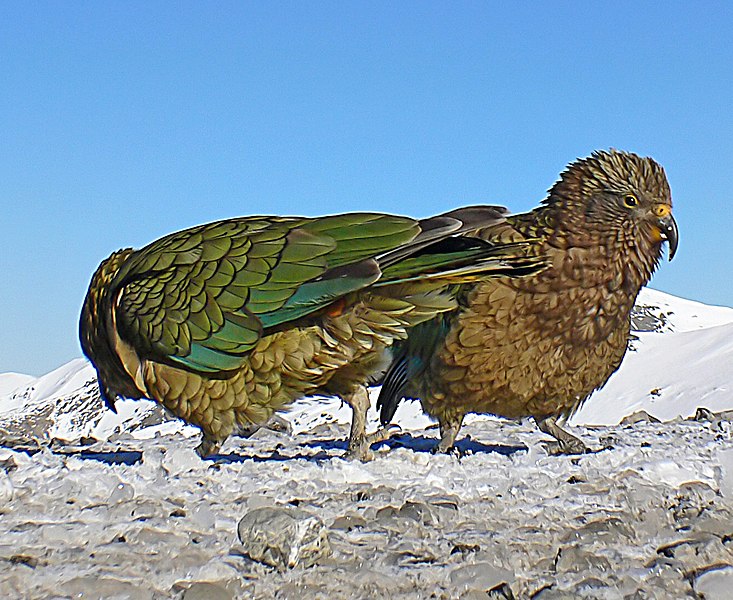 File:The Kea (33) (8100913771).jpg