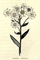 The botanic garden (Plate 11) - Achillea speciosa.jpg