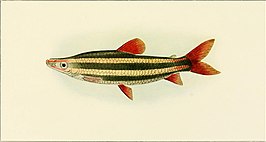 Characidium pteroides