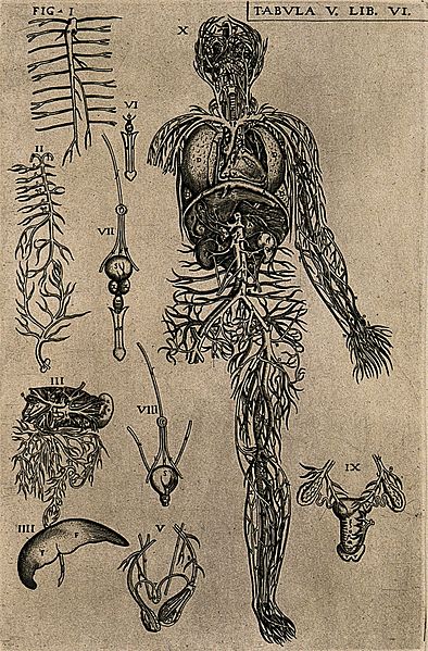 File:The venous and arterial system of the human body with intern Wellcome V0007739ER.jpg