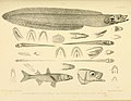 Thumbnail for File:The zoology of the voyage of the H.M.S. Erebus and Terror (10328009305).jpg