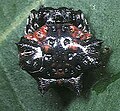 Thelacantha brevispina ayol 5 - Tanikawa.jpg