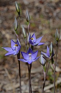 <i>Thelymitra alcockiae</i> Species of orchid