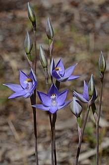 Thelymitra alcockiae.jpg