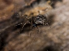 Theridion melanurum.jpg