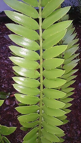 File:Thousand Hills Cycad (Encephalartos natalensis) 1.jpg