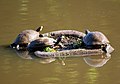 Three Turtles on a floating island (4714264934).jpg