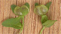 Veronica serpyllifolia Fruit