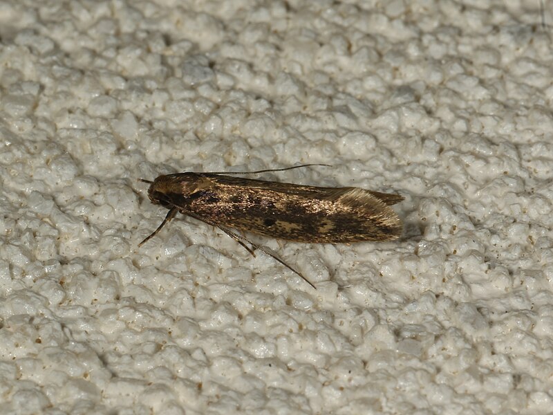 File:Tineidae sp. (38942014875).jpg