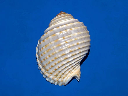 厚壳鹑螺