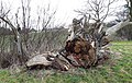 Torzo památného stromu, topol u bývalého přívozu