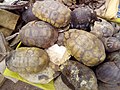 Tortoise_shells