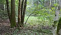 Deutsch: Toteiskessel 3, Toteiskessel-Wanderweg bei Haag in Oberbayern